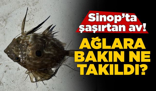 Sinop'ta balıkçıların ağına takılan canlı şaşırttı