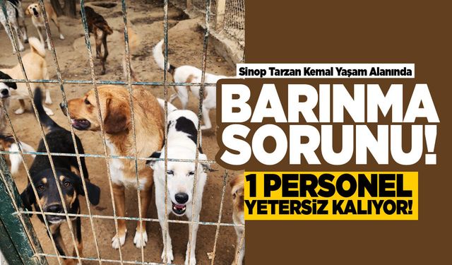 Sinop Tarzan Kemal Yaşam Alanında barınma sorunu