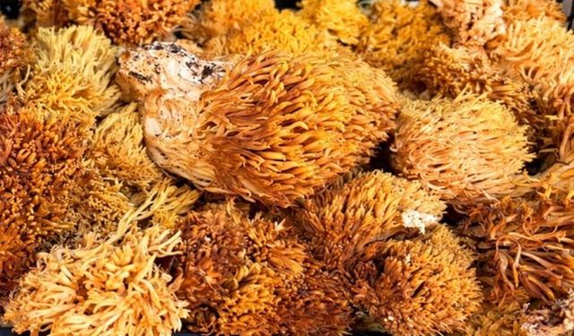 Halısaçağı tezgâhlarda yerini aldı