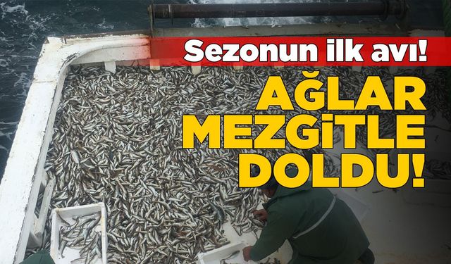 Sezonun ilk balık avında ağlar mezgitle doldu