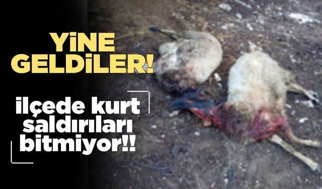 İlçedeki kurt saldırıları yetiştiricilere korku veriyor