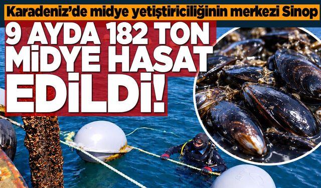Sinop’ta 9 ayda 182 ton midye hasat edildi