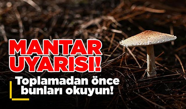 Sinop İl Tarım ve Orman Müdürlüğünden mantar uyarısı!