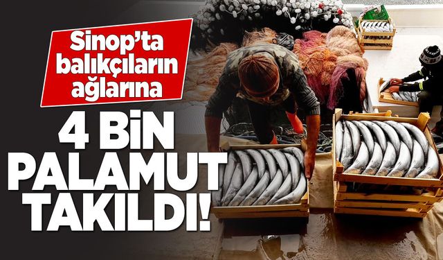 Sinop kıyılarında palamut bereketi