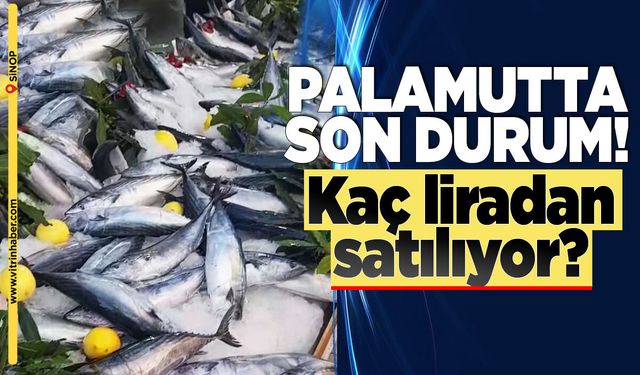 Sinop’ta palamut tezgahları hareketlendi!