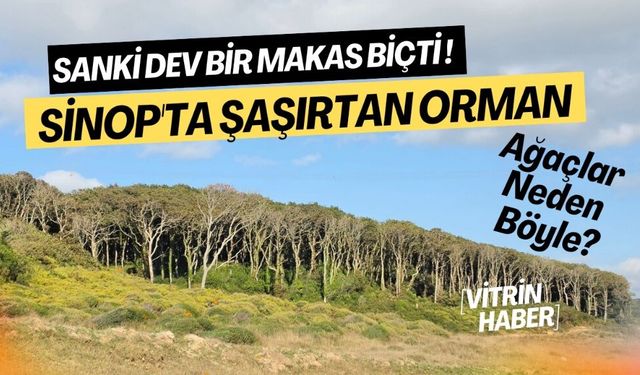 Sanki Dev Bir Makas Biçti! Sinop'taki İnanılmaz Doğal Fenomen