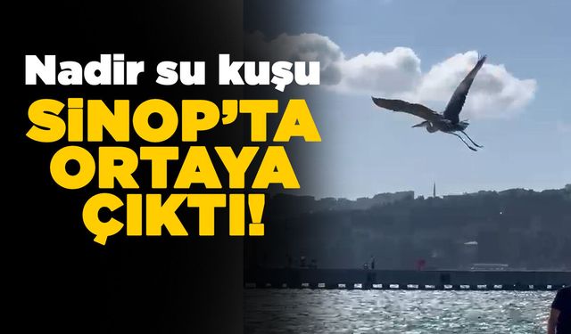Sinop'ta ortaya çıktı, ilgi odağı oldu