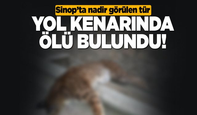Nadir görülen tür yol kenarına ölü bulundu