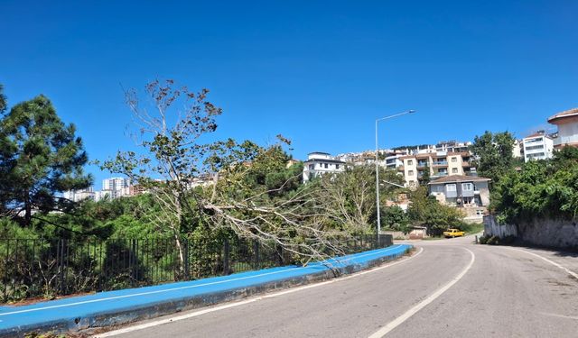Sinop'ta fırtına nedeniyle ağaç dalı devrildi