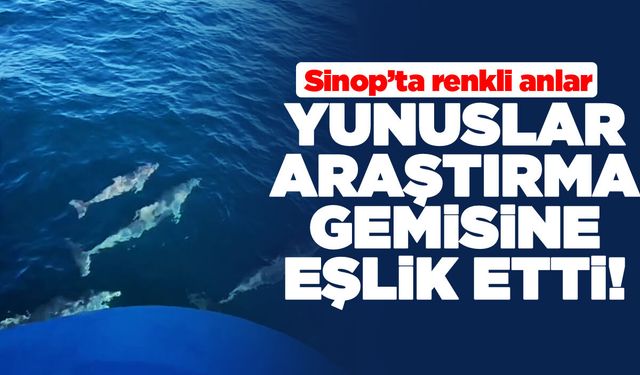 Sinop'ta yunuslar bilimsel araştırma gemisine eşlik etti