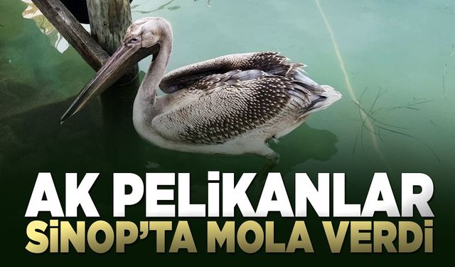 Göçmen pelikanlar Sinop'ta mola verdi