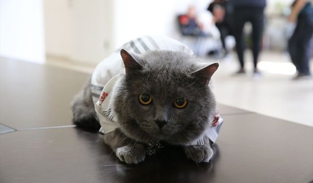 Kedi güzellik yarışması düzenlendi