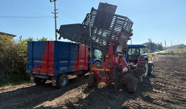 Samsun'da şeker pancarı hasadı