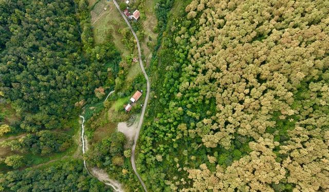 Sinop ormanları sonbahar renklerine bürünüyor