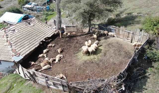 Ağıla giren kurtlar 18 koyunu telef etti