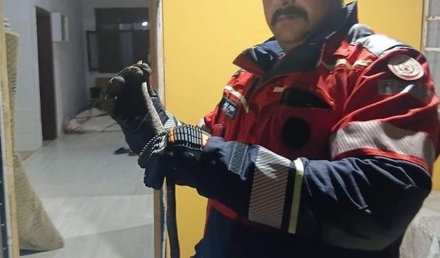 Evde görülen yılan itfaiye ekiplerince yakalandı