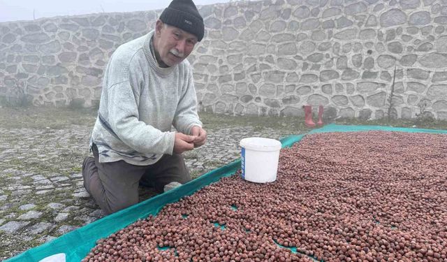 Fındık kurutma mücadelesi devam ediyor