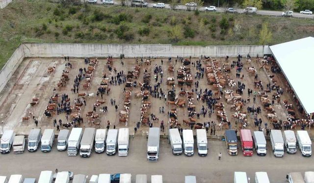Canlı hayvan pazarları kapatıldı