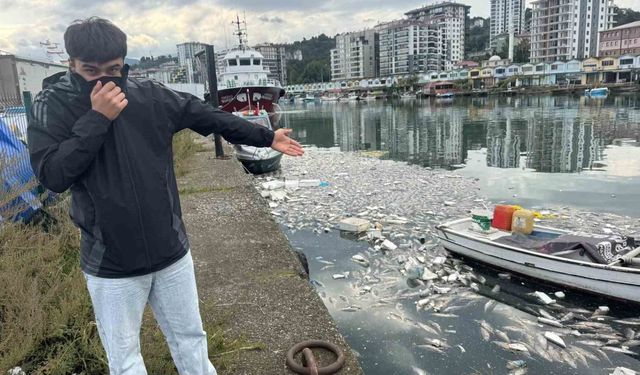 Palamut bolluğu çileye dönüştü