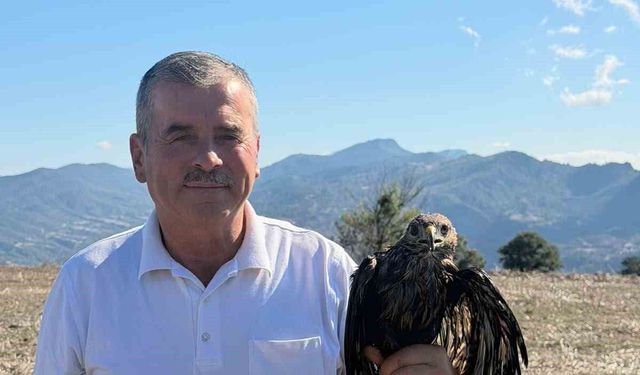 Sıcak asfalta yapışan şahini muhtar kurtardı
