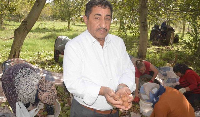 Tokat cevizinde hasat başladı
