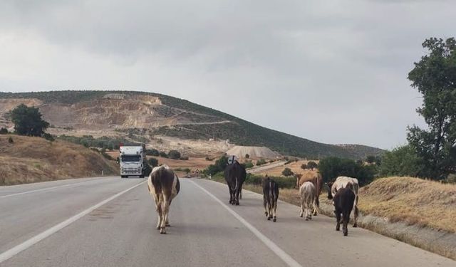 Durağan-Boyabat karayolunda başıboş hayvan alarmı!