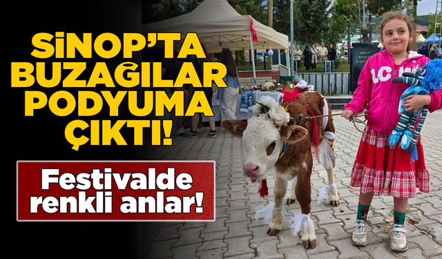 Sinop’ta buzağı güzellik yarışması düzenlendi!