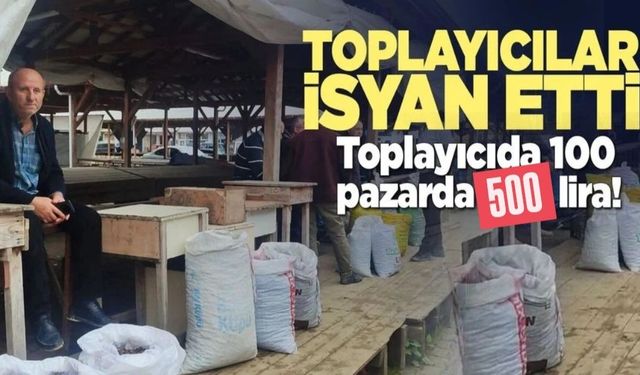 Erfelek’te kestane emeği ucuza gidiyor!