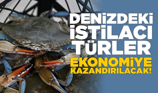 Denizlerdeki istilacı türler ekonomiye kazandırılacak