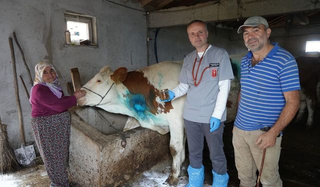 Yemek borusuna armut kaçan inek, ameliyatla kurtarıldı