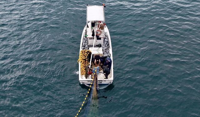 Karadeniz'de palamut bolluğu yüz güldürüyor