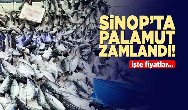 Sinop’ta palamut zamlandı!