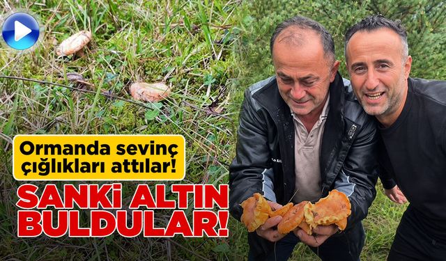 Sinop’ta mantar sevinci kamerada