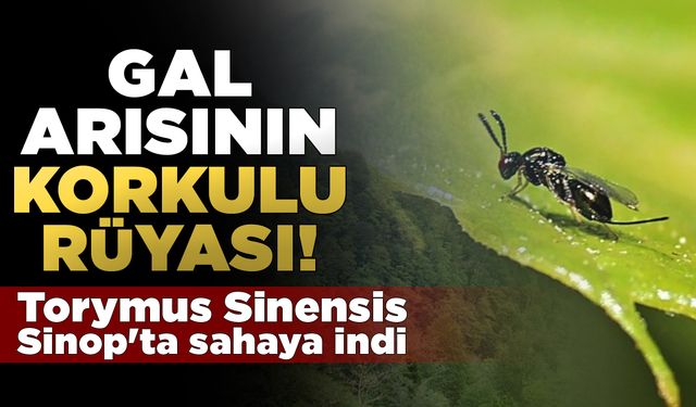 Sinoplular bu böcek sayesinde bu yıl kestane yiyor