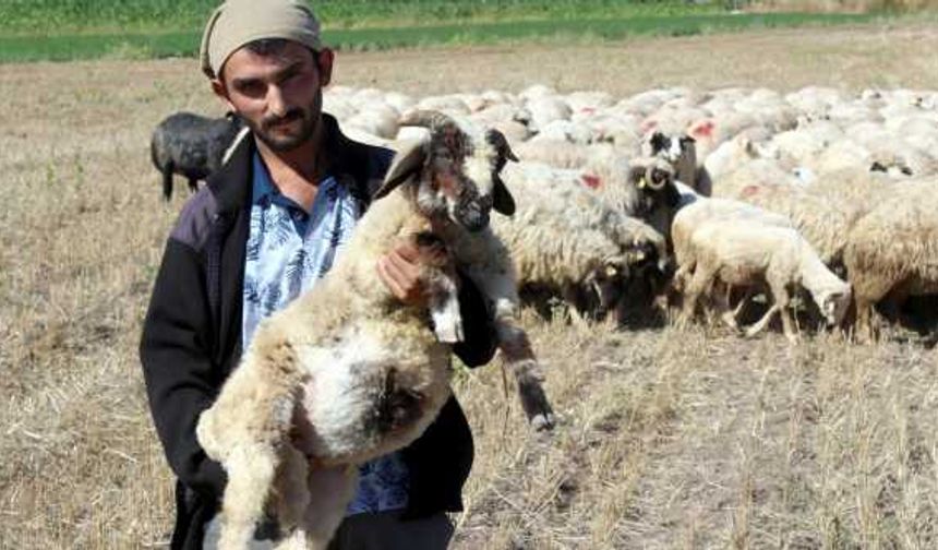 Karayaka ırkı koyun yetiştiriciliğinin gelişmesi için çalışma yapılıyor