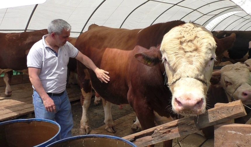 Sinop'tan gitti, adına TOGG konuldu, tam 1,5 ton