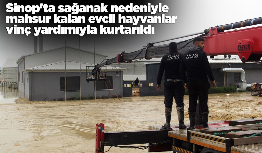 Sinop'ta mahsur kalan evcil hayvanlar kurtarıldı