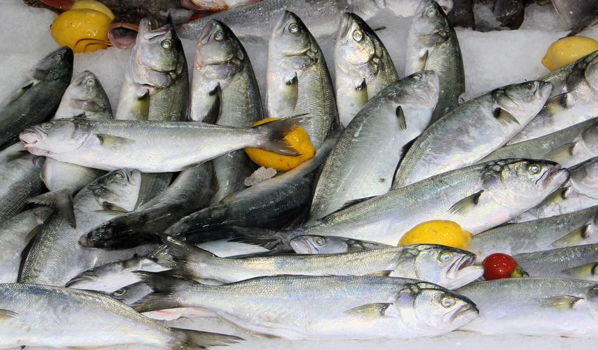 Sinop'ta lüferin kilosu 600 lira oldu