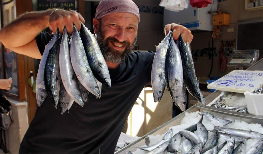 Sinop'ta palamut ağlara takıldı