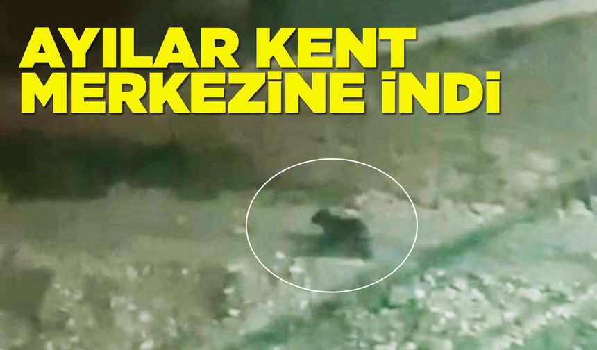 Ayılar, ilçe merkezine indi