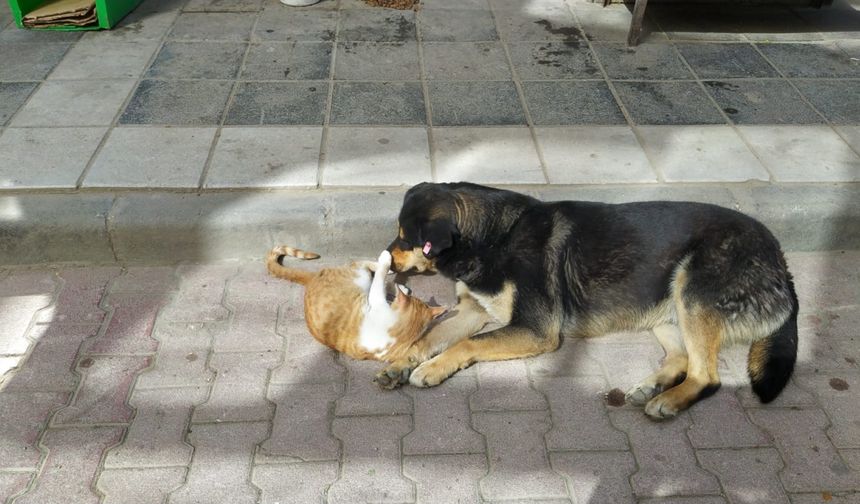 Amasya'da kedi ve köpeğin dostluğu görüntülendi
