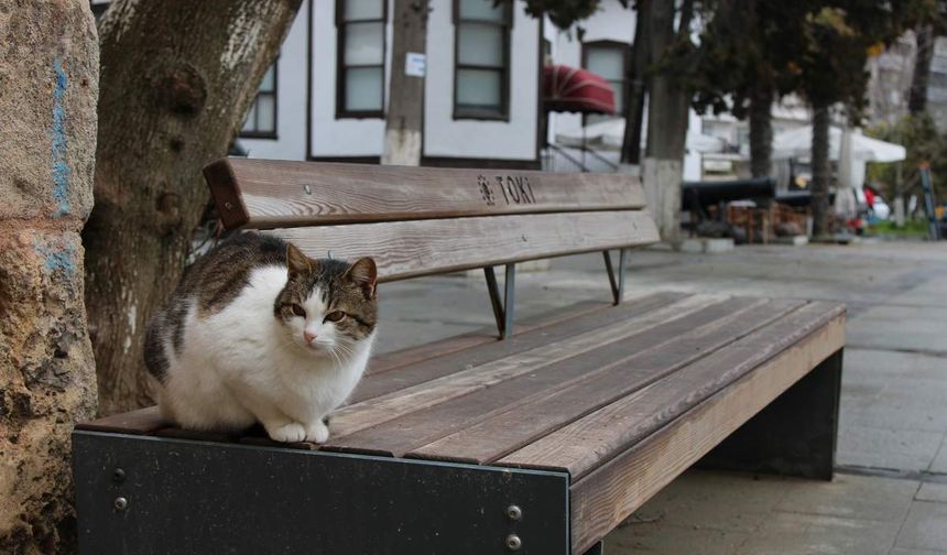 Sinop’un fenomen kedisi yerini hiç kimseye vermiyor