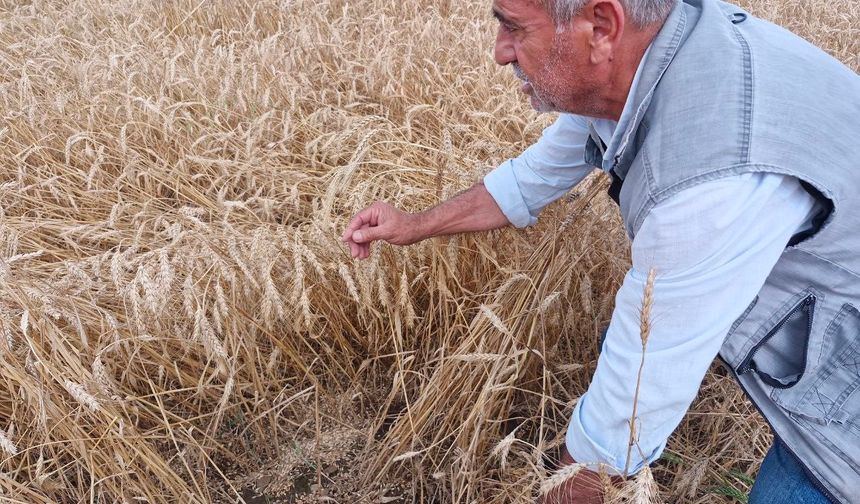 Kuvvetli yağış hasat olgunluğuna gelen buğdaya zarar verdi