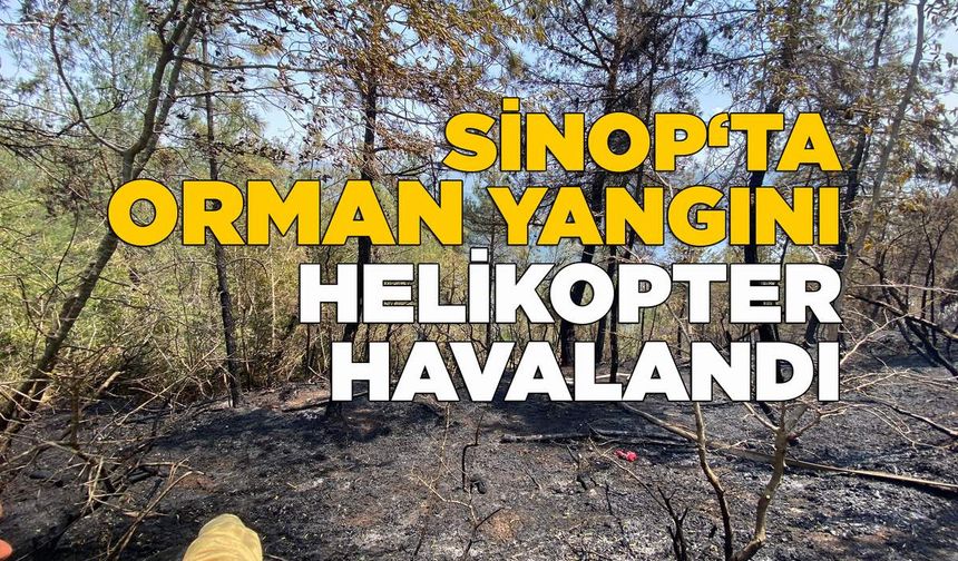 Sinop'ta orman yangını: Ekipler teyakkuzda