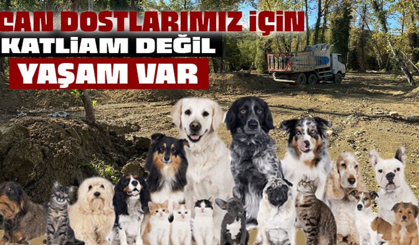 Gerze’de "KATLİAM DEĞİL YAŞAM VAR"