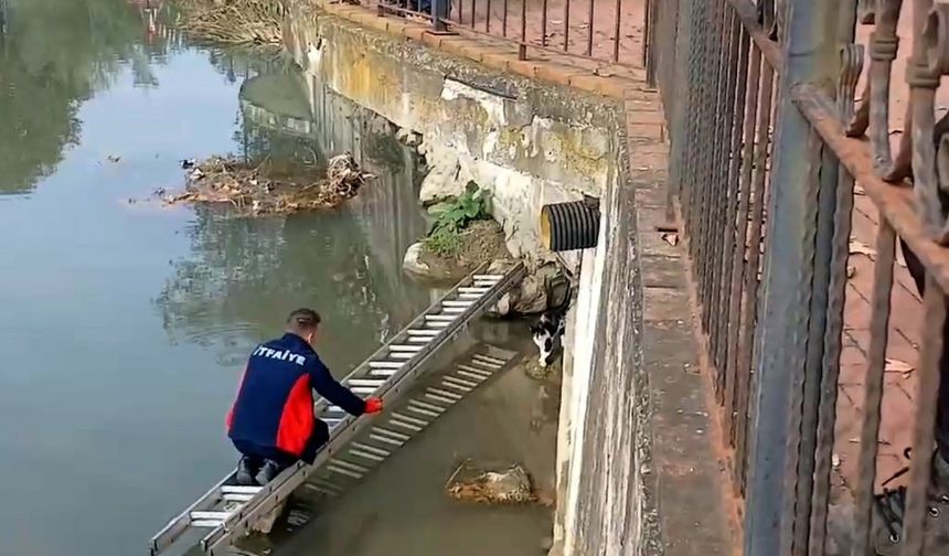 Çaya düşen kedinin yardım çağrısına itfaiye yetişti