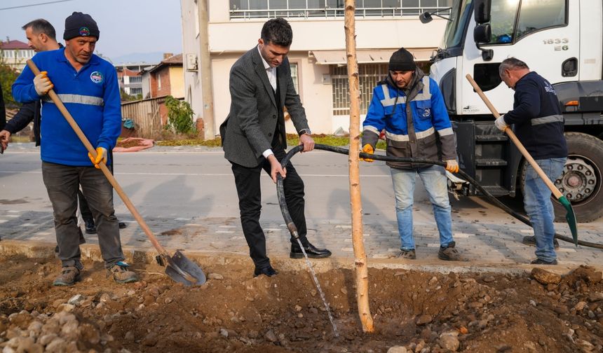 Erbaa Belediyesince 350 adet huş ağacı fidanı dikildi