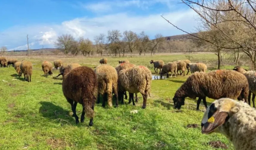 Edirne'de 31 çiçek vakası tespit edildi! Kırmızı etle bulaşır mı?