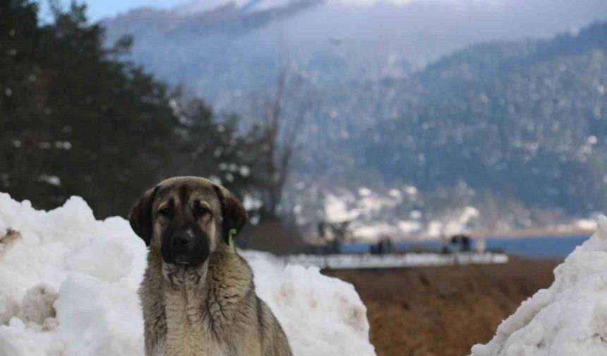 Abant Gölü büyüleyici manzaralara sahne oldu