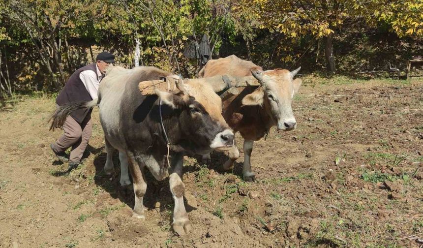 Bu köydeki tarım halen karasabanla yapılıyor